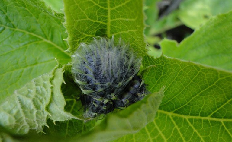 NHỮNG TÁC DỤNG - ĐIỀU TRỊ CỦA THẢO MỘC HƯƠNG