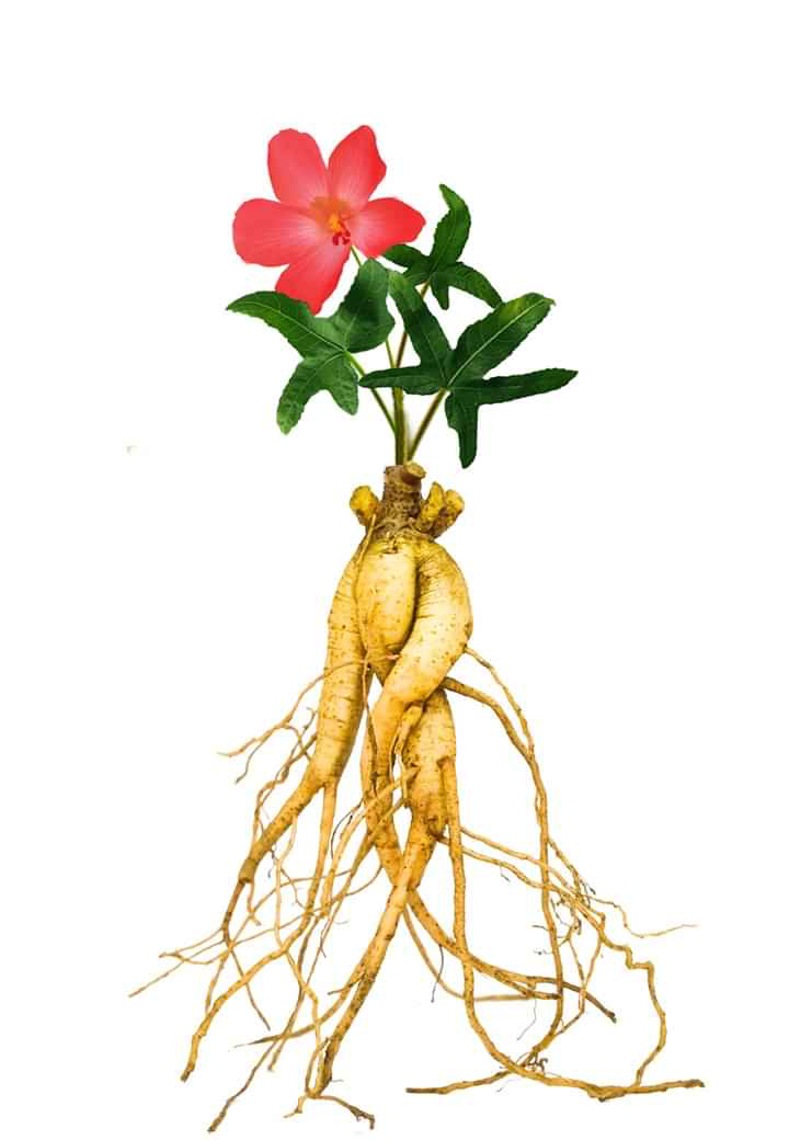 VÀI NÉT VỀ CÂY NHÂN SÂM BỐ CHÍNH