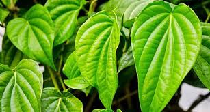 Những tác dụng thần kỳ của lá trầu không