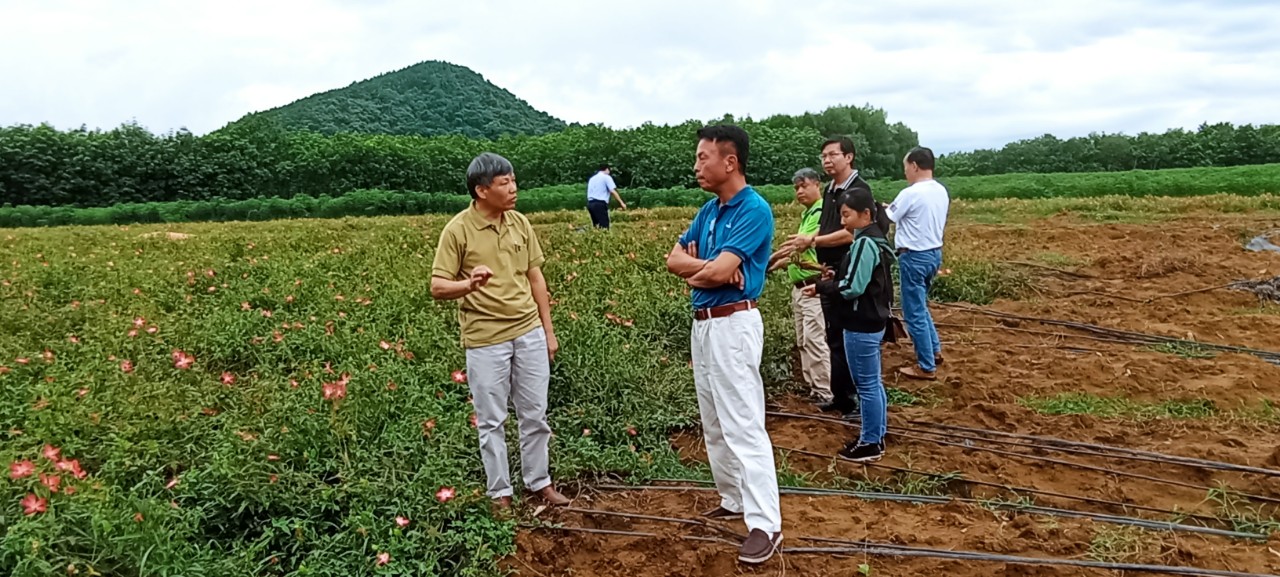 Quảng Bình: Phát triển sâm Bố Chính nâng tầm vị thế của dược liệu Việt Nam