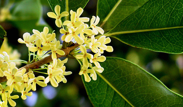 Cây mộc hương có tác dụng gì?