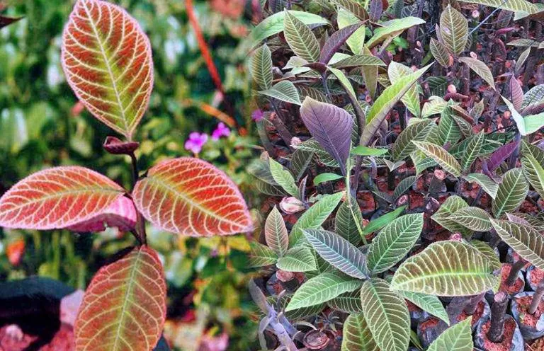 LÁ KHÔI – THẦN DƯỢC CHỮA BỆNH DẠ DÀY HIỆU QUẢ