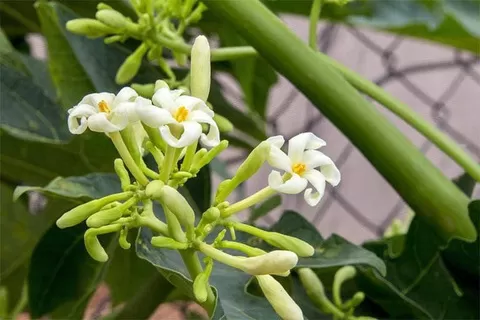 Hoa Đu đủ - Tác dụng trong Đông y