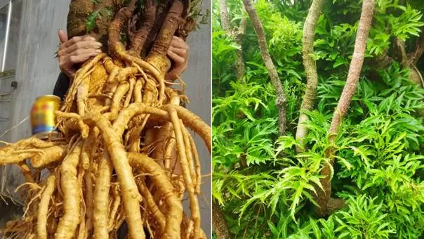 Công dụng của Đinh lăng trong Đông y