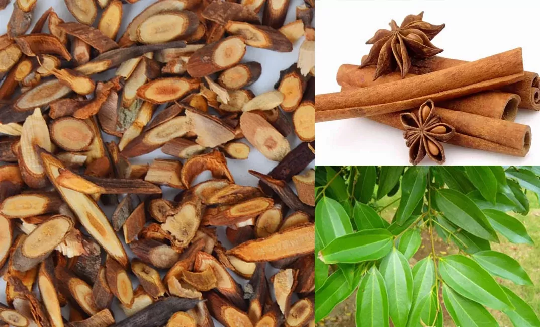 Quế chi trong đông y và các công dụng